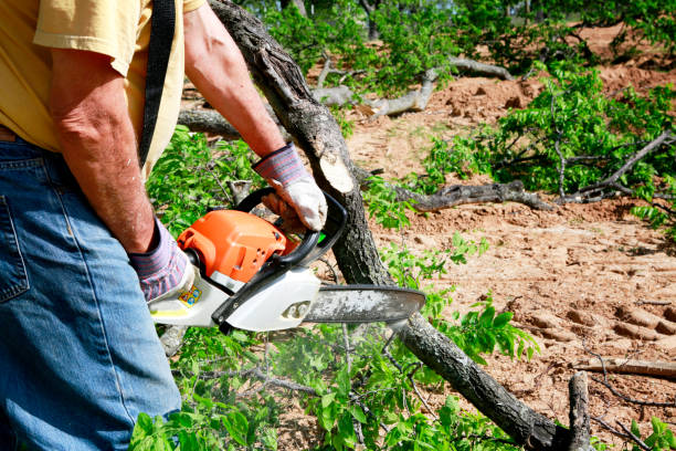 Why Choose Our Tree Removal Services in Providence Village, TX?